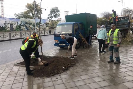 На спуске Маринеско неизвестные сломали молодое дерево (фото)