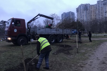 В парке Победы высадили более 60 саженцев софоры (фото)