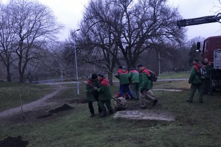 В парке Победы высадили более 60 саженцев софоры (фото)