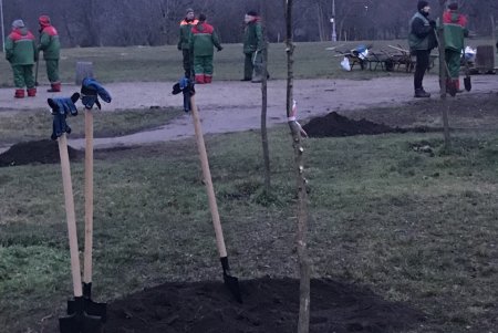 В парке Победы высадили более 60 саженцев софоры (фото)