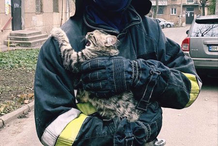 На проспекте Шевченко спасли котенка, который залез на крышу пятиэтажного дома (фото)