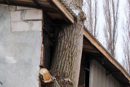 Незимняя зима в Одессе (фоторепортаж)