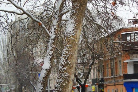 В Одессе выпал первый снег, подарив жителям города зимнее настроение и яркие кадры (фоторепортаж)