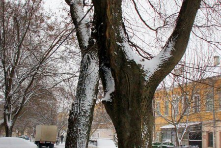 В Одессе выпал первый снег, подарив жителям города зимнее настроение и яркие кадры (фоторепортаж)