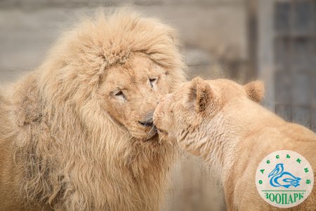 Зоопарк приглашает горожан принять участие в конкурсе и выбрать самую романтичную пару