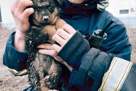 В Суворовском районе щенок провалился в глубокую и узкую яму: спасать его пришлось с помощью экскаватора (фото, видео)