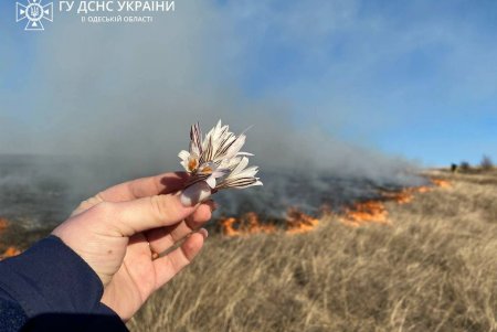 В Березовском районе спасатели ликвидировали возгорание сухой травы: ее поджег неизвестный