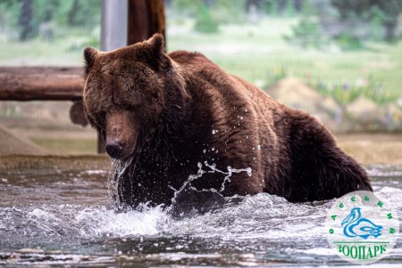 В Одесском зоопарке после зимней спячки проснулись бурые медведи (фото)