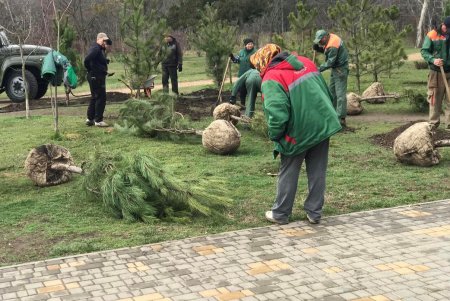 В парке «Победы» высажены более трех десятков молодых сосен (фото)