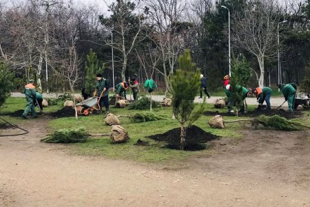 В парке «Победы» высажены более трех десятков молодых сосен (фото)
