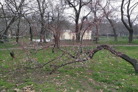В Одессе абрикосовые деревья бьют рекорды по раннему цветению (фото)