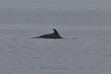 В районе Тузловской Амазонии в море появилась стая дельфинов