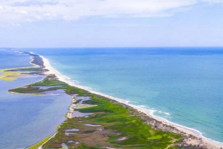 В районе Тузловской Амазонии в море появилась стая дельфинов