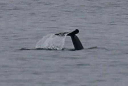 В районе Тузловской Амазонии в море появилась стая дельфинов