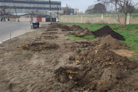 «Преврати свалку в цветник»: коммунальщики посадили на Химической деревья для предотвращения стихийного скопления мусора (фото)