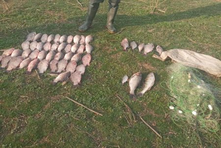 В Измаильском районе выявлены двое браконьеров, занимавшихся незаконным выловом ценных пород рыбы.
