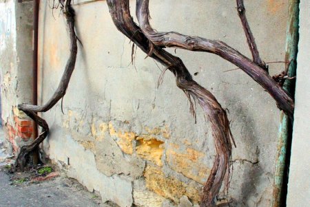 Улица Веры Инбер: исторические особнячки в районе парка Шевченко (фоторепортаж)