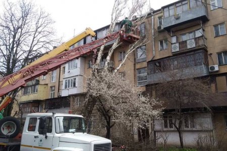 В Одессе повалено 14 деревьев: коммульщики работают на всех локациях (фото)