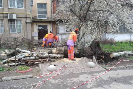 В Одессе повалено 14 деревьев: коммульщики работают на всех локациях (фото)