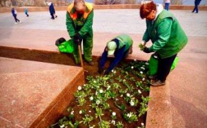 Городские клумбы украсили 50 тысяч маргариток и виол (фото)
