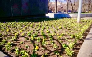 Городские клумбы украсили 50 тысяч маргариток и виол (фото)