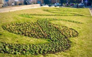 Городские клумбы украсили 50 тысяч маргариток и виол (фото)