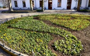 Городские клумбы украсили 50 тысяч маргариток и виол (фото)