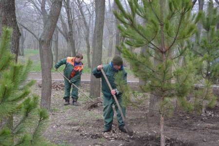 Коммунальщики привели в порядок парк Победы и высадили 10 декоративных вишен в Преображенском парке (фото)