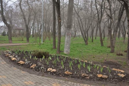 Коммунальщики привели в порядок парк Победы и высадили 10 декоративных вишен в Преображенском парке (фото)