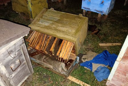 Житель Балтской ОТГ ответит перед судом за воровство трех ульев, к которому он привлек несовершеннолетнего брата (фото)