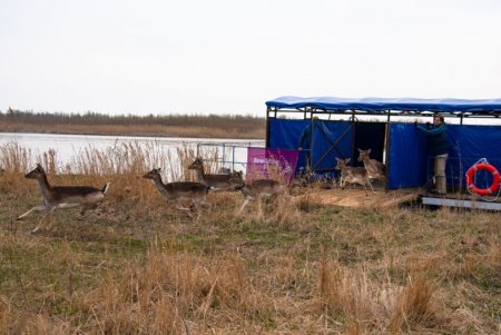 В украинской дельте Дуная поселили ланей и оленей, чтобы восстановить биоразнообразие местности (фото, видео)