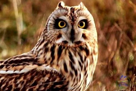 Великолепные краснокнижные совы обнаружены в Тузловской Амазонии (фото)