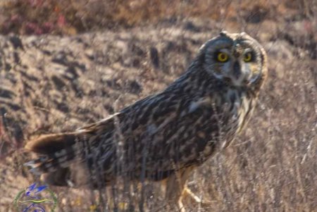 Великолепные краснокнижные совы обнаружены в Тузловской Амазонии (фото)
