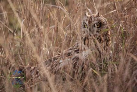 Великолепные краснокнижные совы обнаружены в Тузловской Амазонии (фото)