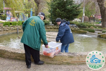 В центральный пруд Одесского зоопарка выпустили карпов Кои (фото)