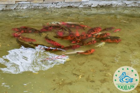 В центральный пруд Одесского зоопарка выпустили карпов Кои (фото)