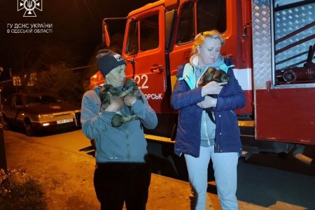 Под Одессой спасли щенков, погребенных под бетонными блоками (фото)