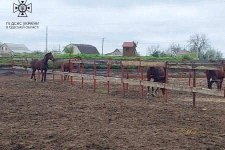 В Одесском районе сгорела частая конюшня площадью 500 квадратных метров