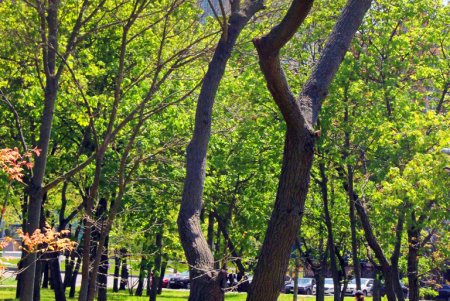 Зелень на месте трущоб: фотопрогулка по весеннему парку Победы (фоторепортаж) 