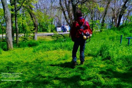 В Одессе возле стадиона «Динамо» высадили молодые елки (фото)