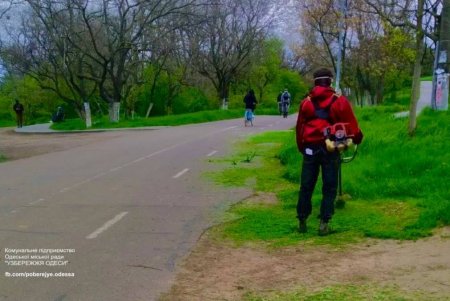 В Одессе возле стадиона «Динамо» высадили молодые елки (фото)