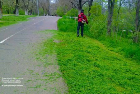 В Одессе возле стадиона «Динамо» высадили молодые елки (фото)