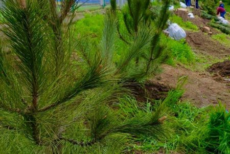 В Одессе возле стадиона «Динамо» высадили молодые елки (фото)