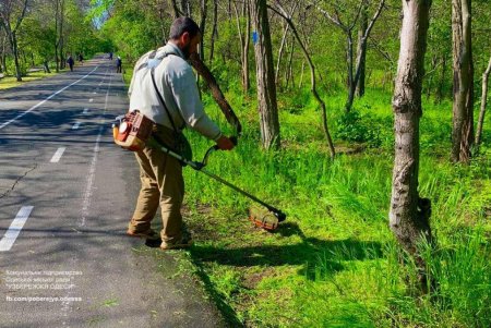 В Одессе возле стадиона «Динамо» высадили молодые елки (фото)