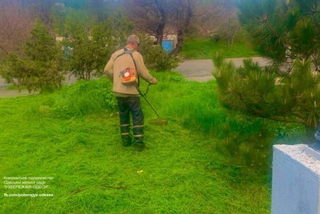 В Одессе возле стадиона «Динамо» высадили молодые елки (фото)