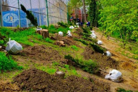 В Одессе возле стадиона «Динамо» высадили молодые елки (фото)