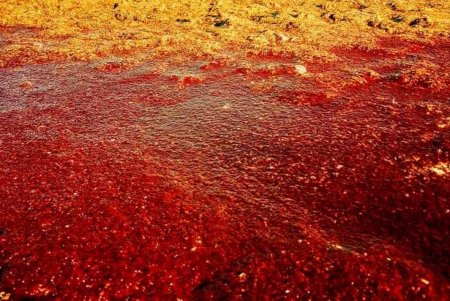 По пути в теплые края в Тузловские лиманы на отдых прилетели кулики (фото)