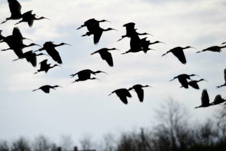 В Региональный парк Тилигульский прилетели редкие пернатые (фото)