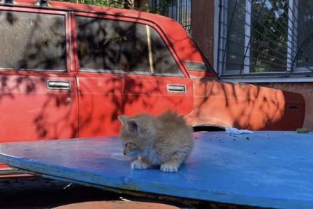 Одесские коммунальщики спасли из ямы котенка (фото)