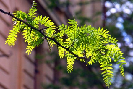 Улица Мечникова: прогулка по одной из самых длинных улиц Одессы (фоторепортаж) 